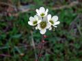 Saxifraga bulbifera